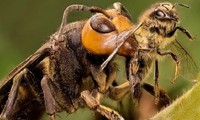 Ong mặt quỷ là một trong những loài ong độc nhất trên thế giới