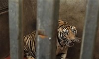 Vụ 17 con hổ ở Nghệ An: Cơ hội sống khi tái thả hổ nuôi nhốt gần như bằng không