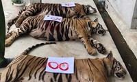 Vụ 17 con hổ ở Nghệ An: Gia đình một công an xã nuôi 3 con 