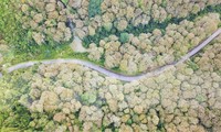 Đẹp 'hút hồn' rừng Săng lẻ nguyên sinh mùa đổ lá