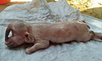 Lợn mẹ 100kg đẻ lợn con có vòi như voi, lông mày như người
