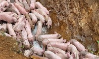 Vì sao gần 100 con lợn bị vứt bỏ bên đường?