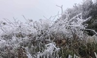 Băng giá phủ trắng xóa rừng cây ngọn cỏ ở miền núi Nghệ An