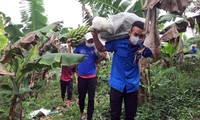 Áo xanh thanh niên Lâm Đồng hỗ trợ chuyển 115 tấn rau đến TP.HCM, Phú Yên 