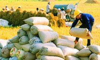 Thủ tướng đồng ý xuất khẩu 400.000 tấn gạo trong tháng 4