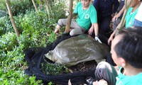Cá thể rùa Hoàn Kiếm ở hồ Đồng Mô đã được bẫy bắt thành công và xác định giới tính.