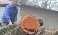 Lô gỗ sưa trăm tỷ ở Phụ Chính vẫn chưa thể bán đấu giá