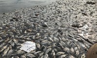 Hà Nội: Cá chết trắng ở hồ Yên Sở