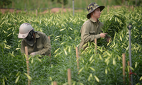 Nhộn nhịp cánh đồng hoa loa kèn đang thu hoạch ở Hà Nội