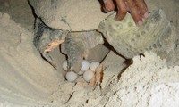 Xem rùa biển đẻ trứng ở Côn Đảo