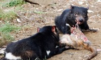 Dù có ăn nhiều bao nhiều thì Quỷ Tasmania vẫn có một thân hình hết sức cân đối. 
