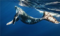 1001 thắc mắc: Vì sao cá voi xanh có thể bơi suốt 6 tháng mà không ăn?