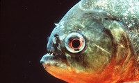 1001 thắc mắc: Loài cá nào biết ‘sủa’?