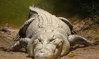 1001 thắc mắc: Vì sao cá sấu có thể giết chết kẻ thù ngay cả khi ngủ?