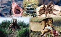 1001 thắc mắc: Những &apos;sát thủ&apos; săn mồi nào đáng sợ trong thế giới động vật?