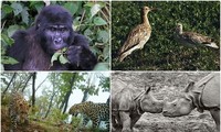 1001 thắc mắc: Những loài động vật nào có nguy cơ biến mất vĩnh viễn trên Trái Đất?