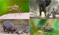 1001 thắc mắc: Loài động vật giết người đáng sợ nhất thế giới?