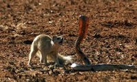 1001 thắc mắc: Những động vật nào là đối thủ khiến rắn hổ mang sợ &apos;chết khiếp&apos;? 