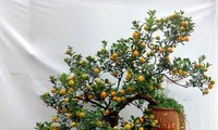 1001 Hỏi: Làm thế nào để đầu thai sau Tết?