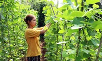 Người Chu Ru chăm sóc vườn rau hữu cơ