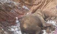 Con voi vừa chết, cơ quan chức năng đã đưa đi an táng