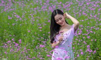 Thảm hoa tím lãng mạn ở Hà Nội hút đông đảo nữ sinh đến ‘check-in’