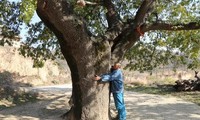 Bí ẩn cây cổ thụ 400 năm, chữa được nhiều bệnh cho dân làng