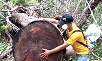 Phóng viên Tiền Phong phát hiện cánh rừng ở xã Ia Tul, huyện Ia Pa, Gia Lai bị lâm tặc tàn phá