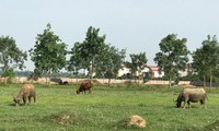 Nhiều dự án đô thị, bất động sản tại huyện Mê Linh nay đã thành nơi chăn thả trâu bò. Ảnh: Trường Phong.