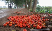 200 tấn rau củ quả &apos;ế&apos;, người dân Hà Nội đổ ngoài đồng