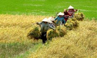 Lúa Hè Thu chưa thu hoạch xong, nông dân lại lo vụ Thu Đông