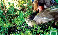 Cá thể rùa Hoàn Kiếm được bẫy bắt ngày 22/10/2020. Đây là cá thể cái nặng 86kg, chiều dài mai 99,5cm, chiều rộng mai 75,5cm. 