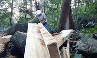 Hiện trường vụ phá rừng tại Kông Chro mà PV báo Tiền Phong phát hiện 