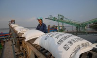 Nhiều DN cho rằng, hạn chế xuất khẩu gạo sẽ khiến họ rơi vào cảnh thua lỗ nặng. Ảnh: Phương Chăm 