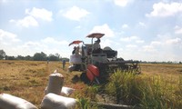 Thu hoạch lúa Đông Xuân tại ĐBSCL. Ảnh: CẢNH KỲ 