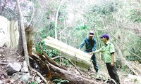 Kiểm lâm Khu BTTN Ea Sô kiểm tra hiện trường phá rừng