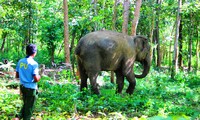 Voi thả trong rừng có nài voi giám sát