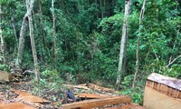 Hiện trường vụ phá rừng. 