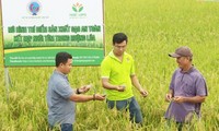 Trầm Minh Thuần (giữa) và thành viên Hợp tác xã Nông nghiệp Long Hiệp thăm đồng lúa kết hợp nuôi tôm Ảnh: NVCC