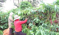 Nông dân Đắk Lắk đang thu hoạch cà phê