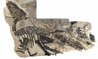 “Bruno”, bộ xương lớn nhất trong số các hóa thạch khủng long được phát hiện