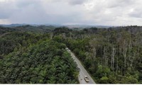  Một con đường ở tỉnh Đông Kalimantan, nơi dự kiến xây dựng thủ đô mới của Indonesia Ảnh: NAR