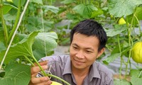 Anh Nguyễn Thanh Liêm chăm sóc dưa lưới 