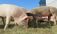 Lợn là lựa chọn phù hợp nhất cho để cấy ghép nội tạng cho con người. Ảnh: Popular Science.