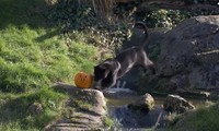 Vườn thú Anh tổ chức Halloween cho động vật