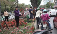 Người dân ồ ạt vào lấy hoa trang trí trên dải phân cách tại phố Kim Mã vào sáng ngày 6/3