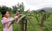 Nhờ có nguồn vốn vay ưu đãi, hộ dân ở tỉnh Bình Thuận có điều kiện phát triển cây Thanh Long