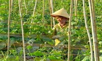 Campuchia cấm nhập khẩu 6 loại nông sản từ Việt Nam