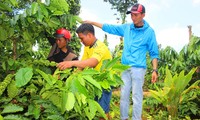 Nông dân cần hỗ trợ vốn tái canh cà phê 