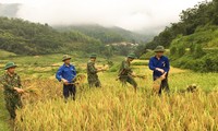 Thanh niên đội nắng giúp đồng bào vùng cao gặt lúa